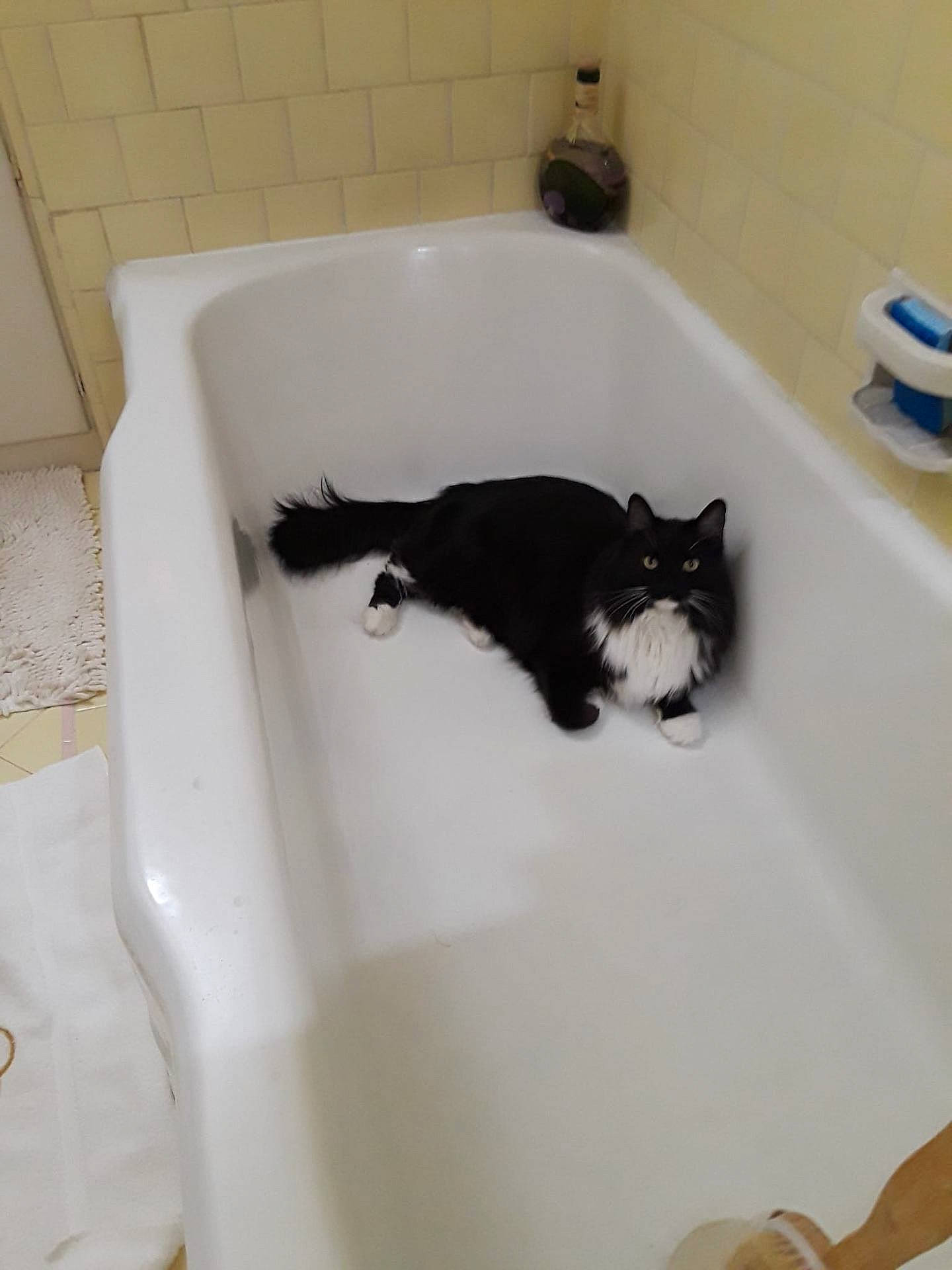 Mr. Samson is registered to the contest to win money with this photo: animal, bathing, bathtub, cat, person, pet, tub