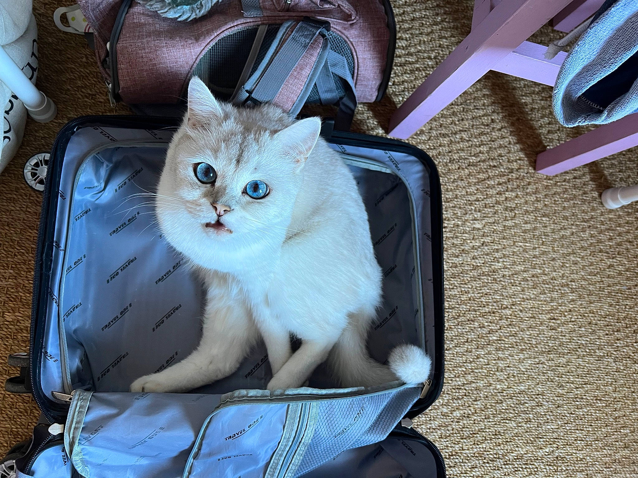 Achille a rejoint le concours — aidez-le/la à gagner de superbes lots ! bag, baggage, blue, box, cardboard, carnivore, cat, comfort, domestic_short_haired_cat, drawer, fashion_accessory, fawn, felidae, fur, luggage_and_bags, shipping_box, sitting, small_to_medium_sized_cats, tail, whiskers