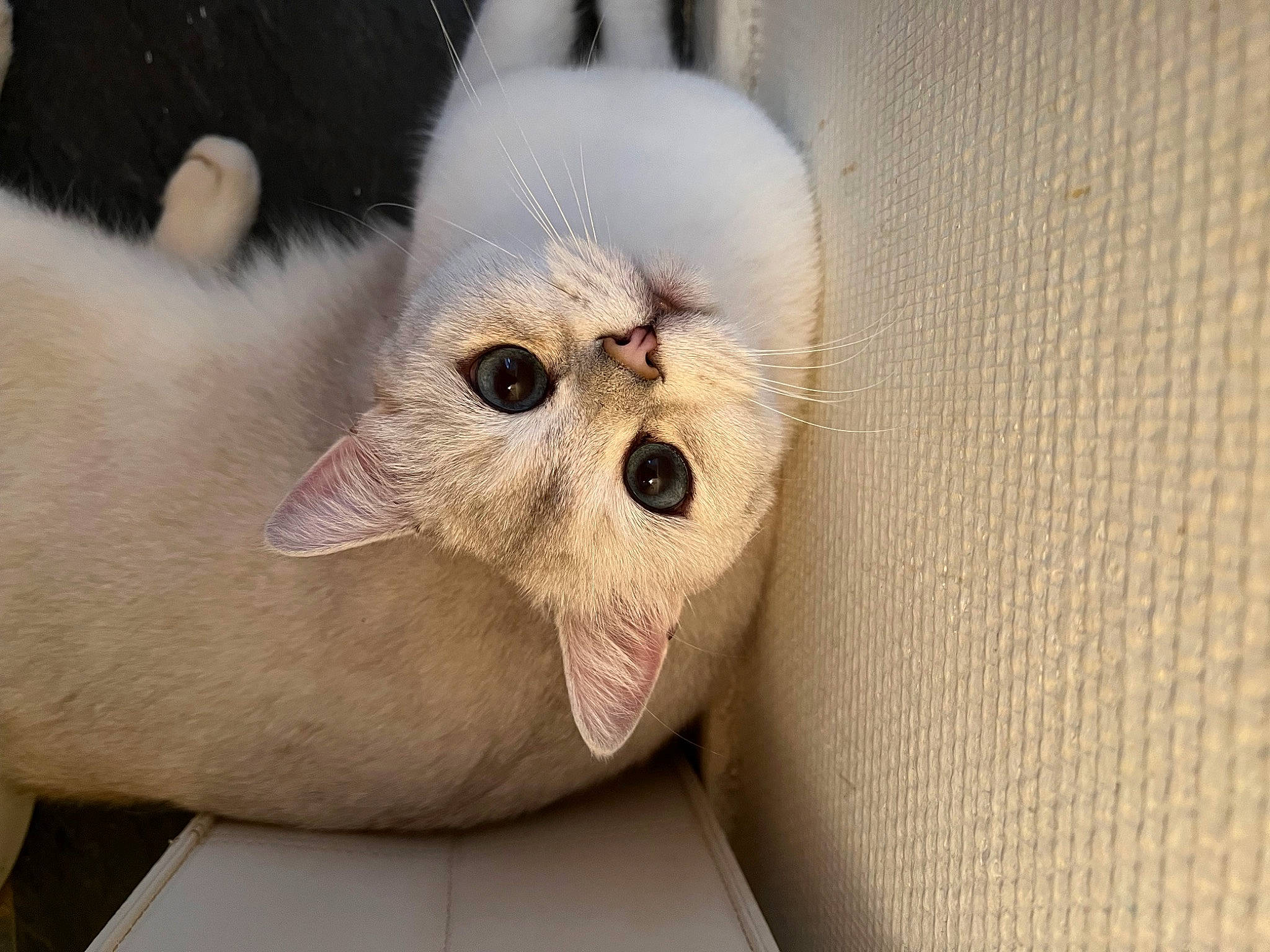 Achille a rejoint le concours — aidez-le/la à gagner de superbes lots ! carnivore, cat, claw, comfort, domestic_short_haired_cat, eye, fawn, felidae, fur, nail, paw, small_to_medium_sized_cats, snout, terrestrial_animal, whiskers