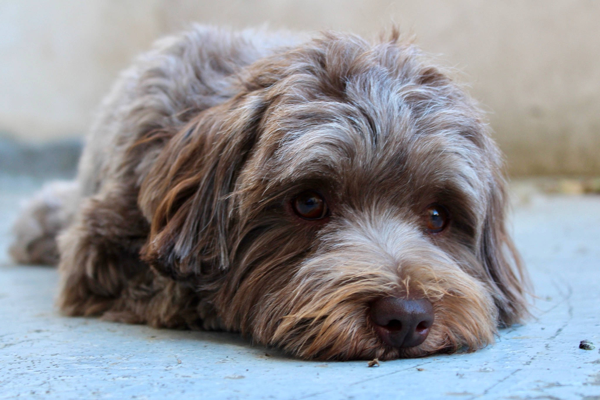 Oslo participe au concours pour gagner de l'argent avec cette photo : canidae, carnivore, cockapoo, companion_dog, dog, dog_breed, fur, labradoodle, liver, maltepoo, poodle_crossbreed, puppy, small_terrier, sporting_group, terrestrial_animal, terrier, toy_dog, water_dog, wood, working_animal