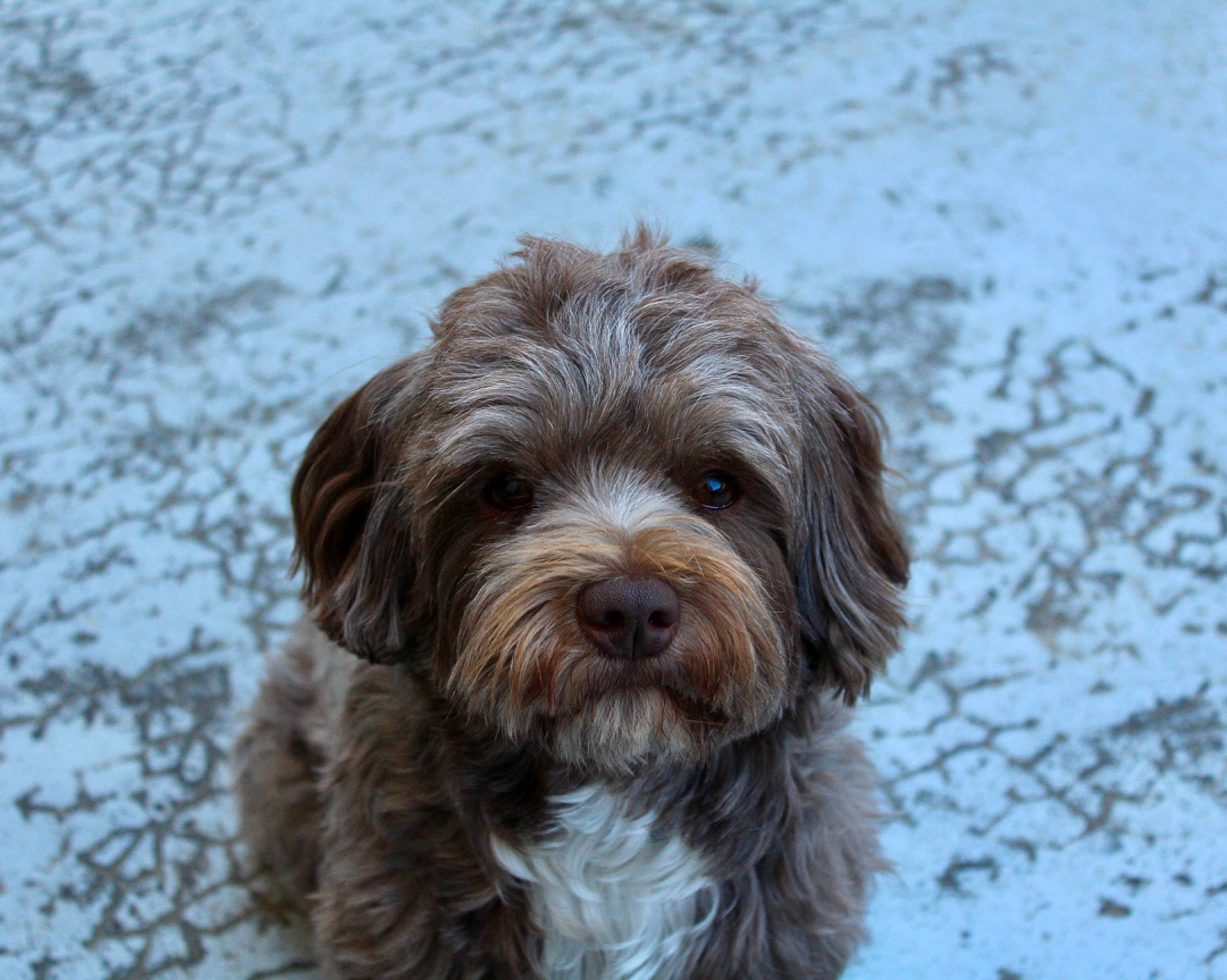 Oslo a rejoint le concours — aidez-le/la à gagner de superbes lots ! canidae, carnivore, companion_dog, dog, dog_breed, fur, liver, maltepoo, poodle_crossbreed, small_terrier, snout, snow, sporting_group, statue, terrestrial_animal, terrier, toy_dog, water_dog, working_animal