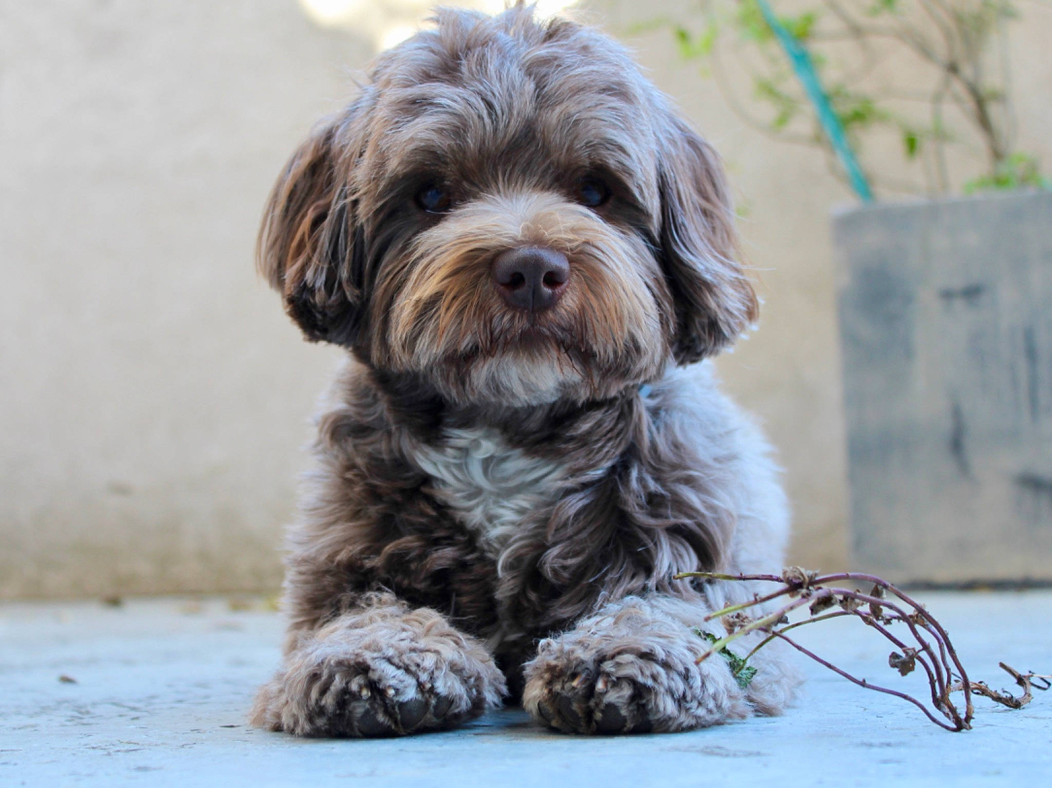 Oslo participe au concours pour gagner de l'argent avec cette photo : canidae, carnivore, companion_dog, dog, dog_breed, fur, liver, maltepoo, non_sporting_group, plant, poodle_crossbreed, puppy, small_terrier, snout, sporting_group, terrestrial_animal, terrier, toy_dog, water_dog, working_animal