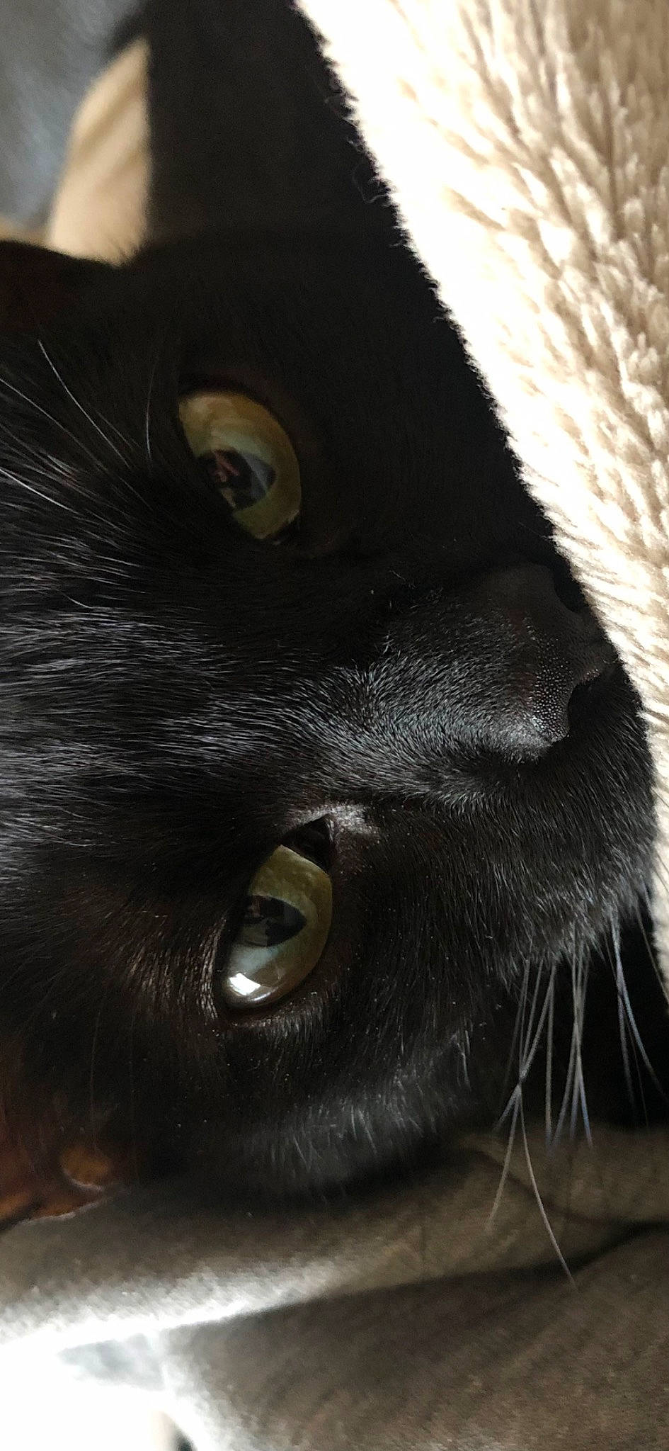 Mistic a rejoint le concours — aidez-le/la à gagner de superbes lots ! carnivore, darkness, dog_breed, ear, eyelash, fur, liver, livestock, nose, snout, terrestrial_animal, whiskers, wildlife, working_animal