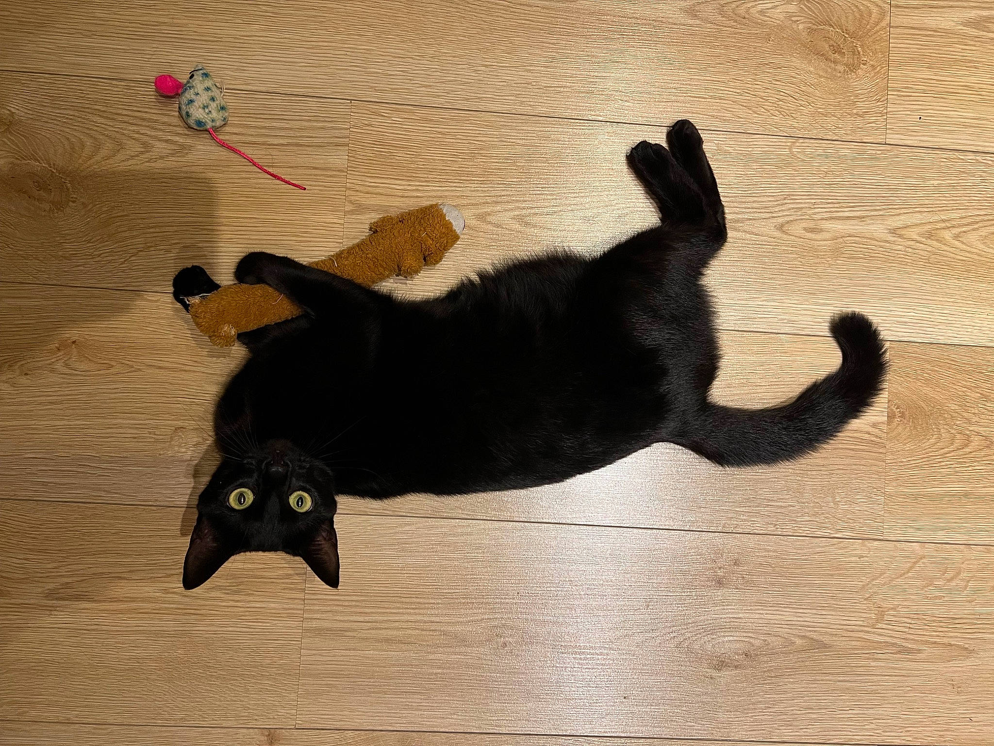 Mistic a rejoint le concours — aidez-le/la à gagner de superbes lots ! black_cat, carnivore, cat, cat_toy, claw, dog_breed, domestic_short_haired_cat, felidae, floor, flooring, hardwood, laminate_flooring, paw, shadow, small_to_medium_sized_cats, tail, tints_and_shades, whiskers, wood, wood_flooring