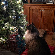 Gizmo joined the competition — help win amazing prizes! cat, christmas_tree, lights, ornaments, presents, holiday, decorations, wooden_cabinet, floor, cozy, indoor, pet, feline, fur, celebration, festive, home, curiosity, night, warm_lighting