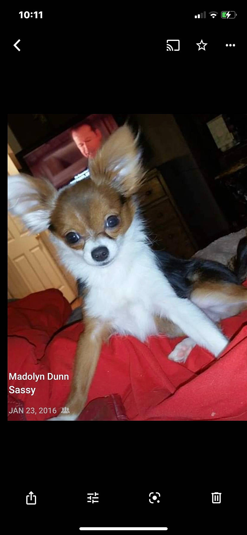 Sassy is registered to the contest to win money with this photo: canidae, carnivore, companion_dog, dog, dog_breed, dog_supply, fawn, fur, non_sporting_group, papillon, snout, sporting_group, tail, terrestrial_animal, toy_dog, whiskers, working_animal