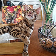 Rio a rejoint le concours — aidez-le/la à gagner de superbes lots ! animal, architecture, basket, building, cat, computerhardware, electronics, furniture, hardwood, indoors, interiordesign, jar, livingroom, pet, plant, plywood, pottedplant, pottery, room, wood