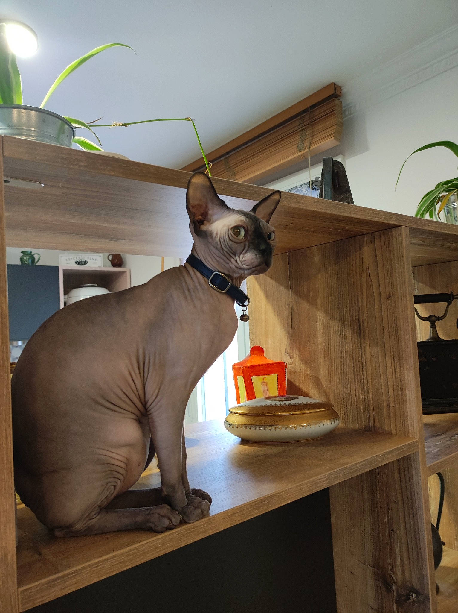 Tibalt participe au concours pour gagner de l'argent avec cette photo : art, carnivore, cat, collar, comfort, fawn, felidae, hardwood, houseplant, interior_design, pet_supply, plant, room, sculpture, small_to_medium_sized_cats, table, tail, whiskers, wood, working_animal