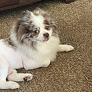 Mou-See is registered to the contest to win money with this photo: animal, brown, carpet, companion, cute, cute_pet, dog, domestic, floor, fur, furry, groomed, indoor, paw, pet, relaxed, small_dog, tongue_out, white, wooden_cabinet