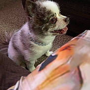Mou-See is registered to the contest to win money with this photo: animal, black, brown, carpet, collar, companion, couch, cute, dog, domestic, fluffy, fur, furniture, indoor, pet, side_view, sitting, small_dog, tongue_out, white