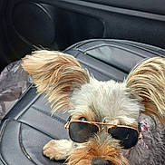 Sassy joined the competition — help win amazing prizes! dog, sunglasses, car_seat, leather, pet, animal, cute, small_dog, fluffy_ears, relaxed, vehicle_interior, canine, portrait, accessory, fashion, indoor, closeup, companion, travel, cute_pet