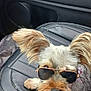 dog, sunglasses, car_seat, leather, pet, animal, cute, small_dog, fluffy_ears, relaxed, vehicle_interior, canine, portrait, accessory, fashion, indoor, closeup, companion, travel, cute_pet