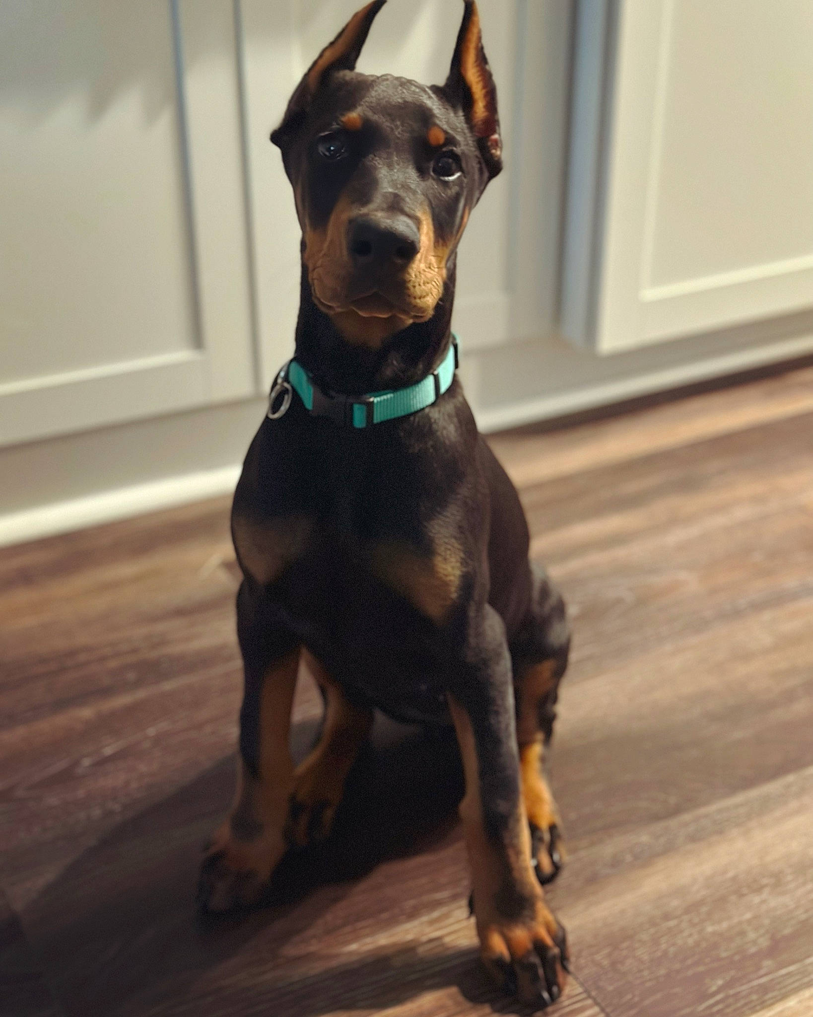 Maeve is registered to the contest to win money with this photo: carnivore, collar, companion_dog, dog, dog_breed, dog_collar, dog_supply, fawn, flooring, guard_dog, hardwood, liver, pet_supply, snout, sporting_group, toy_dog, whiskers, window, wood, working_animal