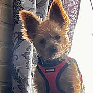 Allie is registered to the contest to win money with this photo: animal, backlighting, companion, curtain, cute, dog, domestic, ears, fur, furry, glowing_edges, indoor, patterned_curtain, pet, portrait, red_harness, sitting, small_dog, soft_focus, window_light