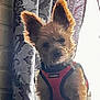 animal, backlighting, companion, curtain, cute, dog, domestic, ears, fur, furry, glowing_edges, indoor, patterned_curtain, pet, portrait, red_harness, sitting, small_dog, soft_focus, window_light