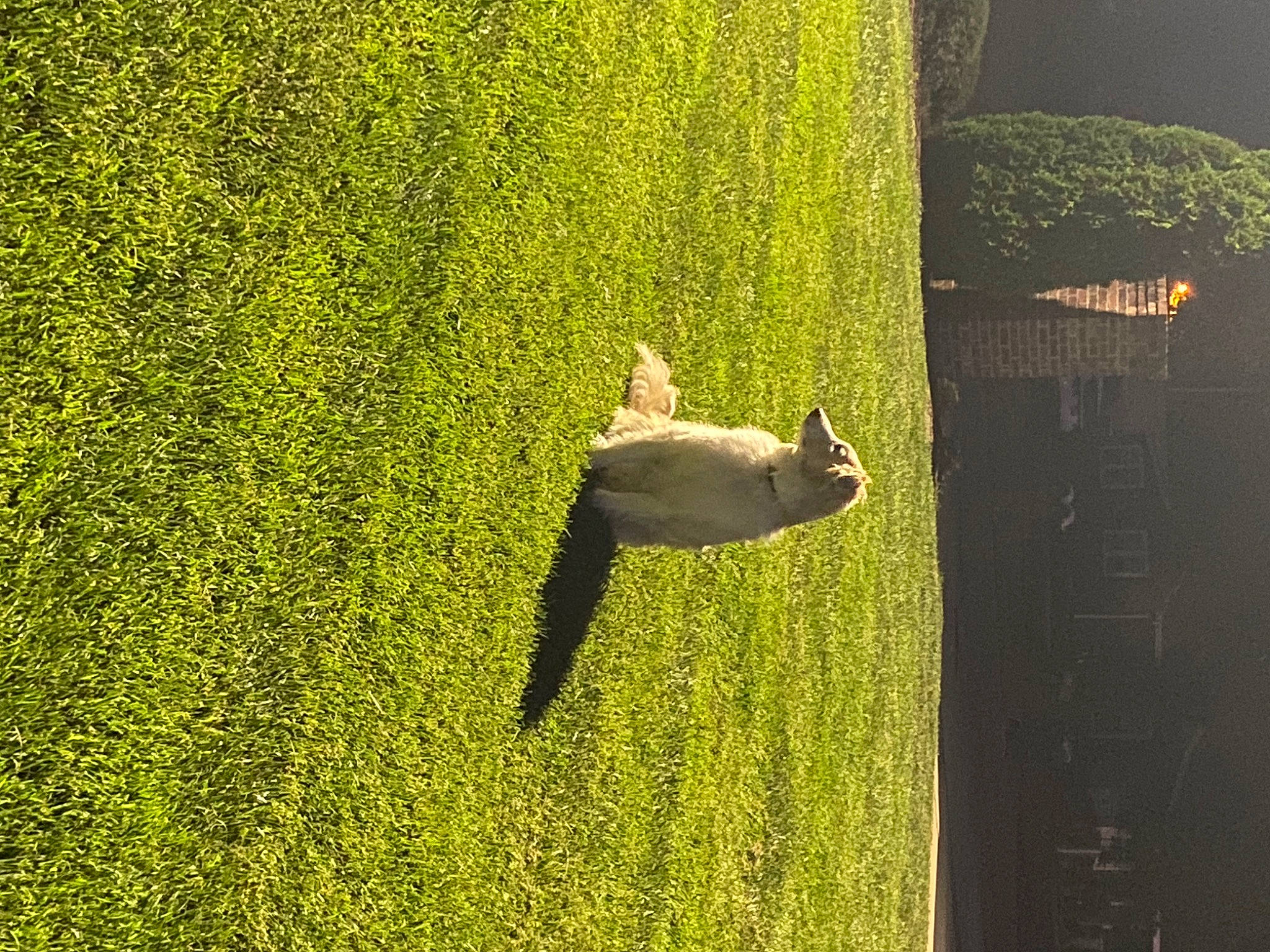 Ghost is registered to the contest to win money with this photo: biome, door, grass, grass_family, grassland, landscape, lawn, meadow, natural_environment, natural_landscape, people_in_nature, plant, shrub, terrestrial_plant, tints_and_shades, tree, trunk, vegetation, water, wood