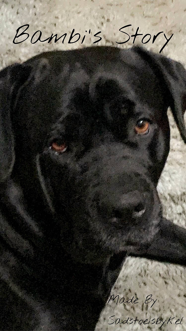 Bambi joined the competition — help win amazing prizes! art, borador, canidae, carnivore, collar, companion_dog, dog, dog_breed, dog_collar, font, fur, gun_dog, handwriting, liver, retriever, snout, sporting_group, terrestrial_animal, whiskers, working_animal