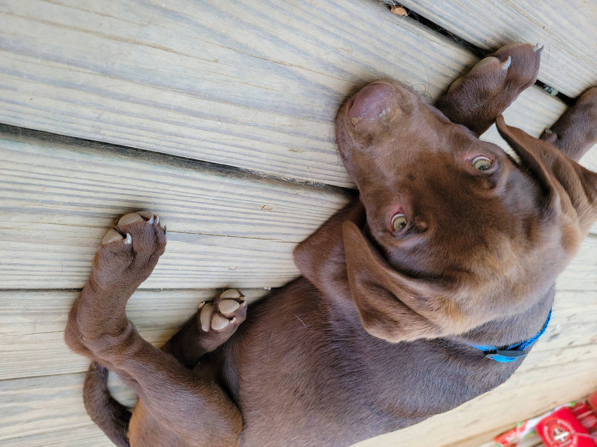 Hershy joined the competition — help win amazing prizes! canidae, carnivore, collar, comfort, companion_dog, dog, dog_breed, ear, fawn, gesture, hardwood, liver, mammal, snout, sporting_group, vertebrate, whiskers, wood, working_animal, wrinkle