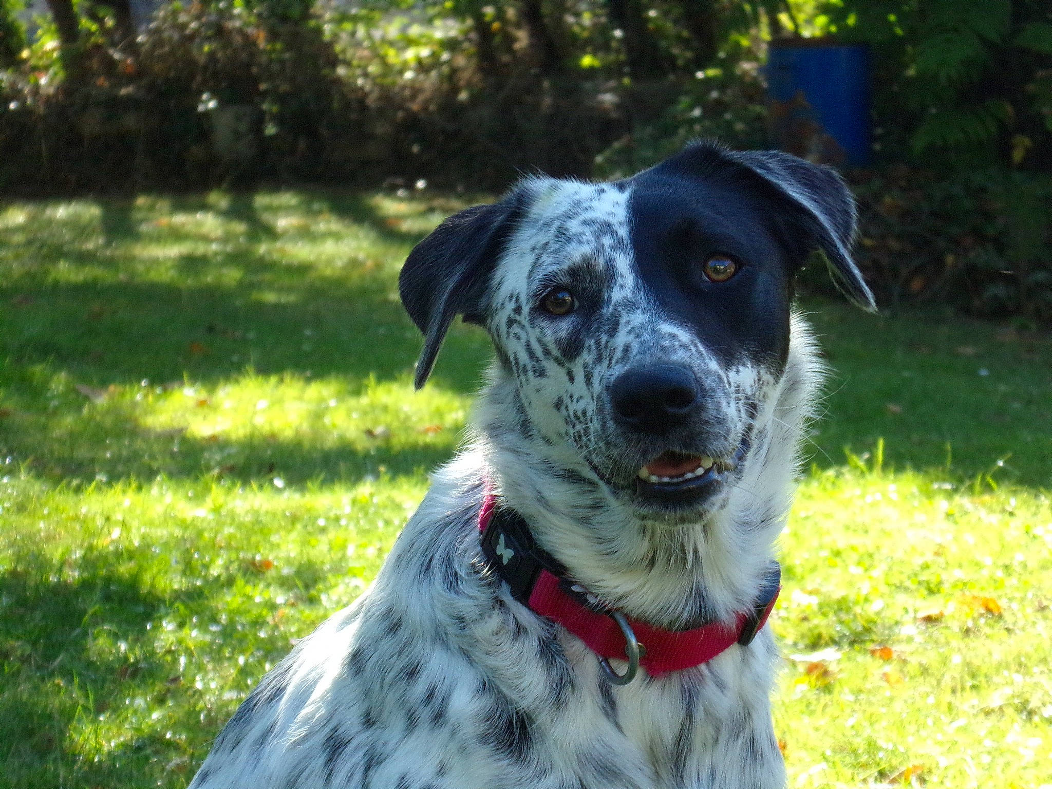 Jaïka a rejoint le concours — aidez-le/la à gagner de superbes lots ! australian_cattle_dog, canidae, carnivore, dog, dog_breed, herding_dog, koolie, large_munsterlander, louisiana_catahoula_leopard_dog, mammal, plant, rare_breed_dog, snout, sporting_group, texas_heeler, vertebrate, working_dog