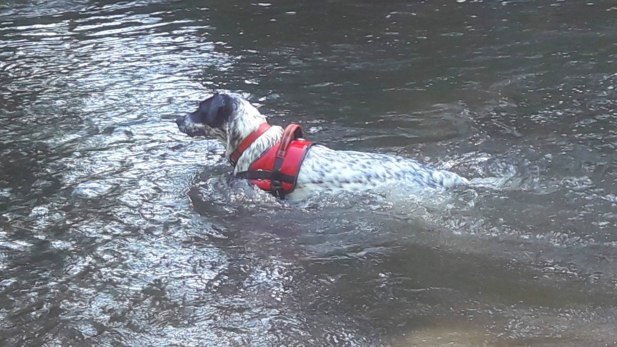 Jaïka participe au concours pour gagner de l'argent avec cette photo : canidae, carnivore, dog, dog_breed, lifejacket, pointer, pointing_breed, recreation, rescue, sporting_group, water