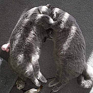 Bella And Bobo joined the competition — help win amazing prizes! cat, cats, gray_cat, sleeping, playing, pets, feline, fur, indoor, carpet, toy, shadow, paw, cute, animal, cozy, relaxing, domestic, pair, companions