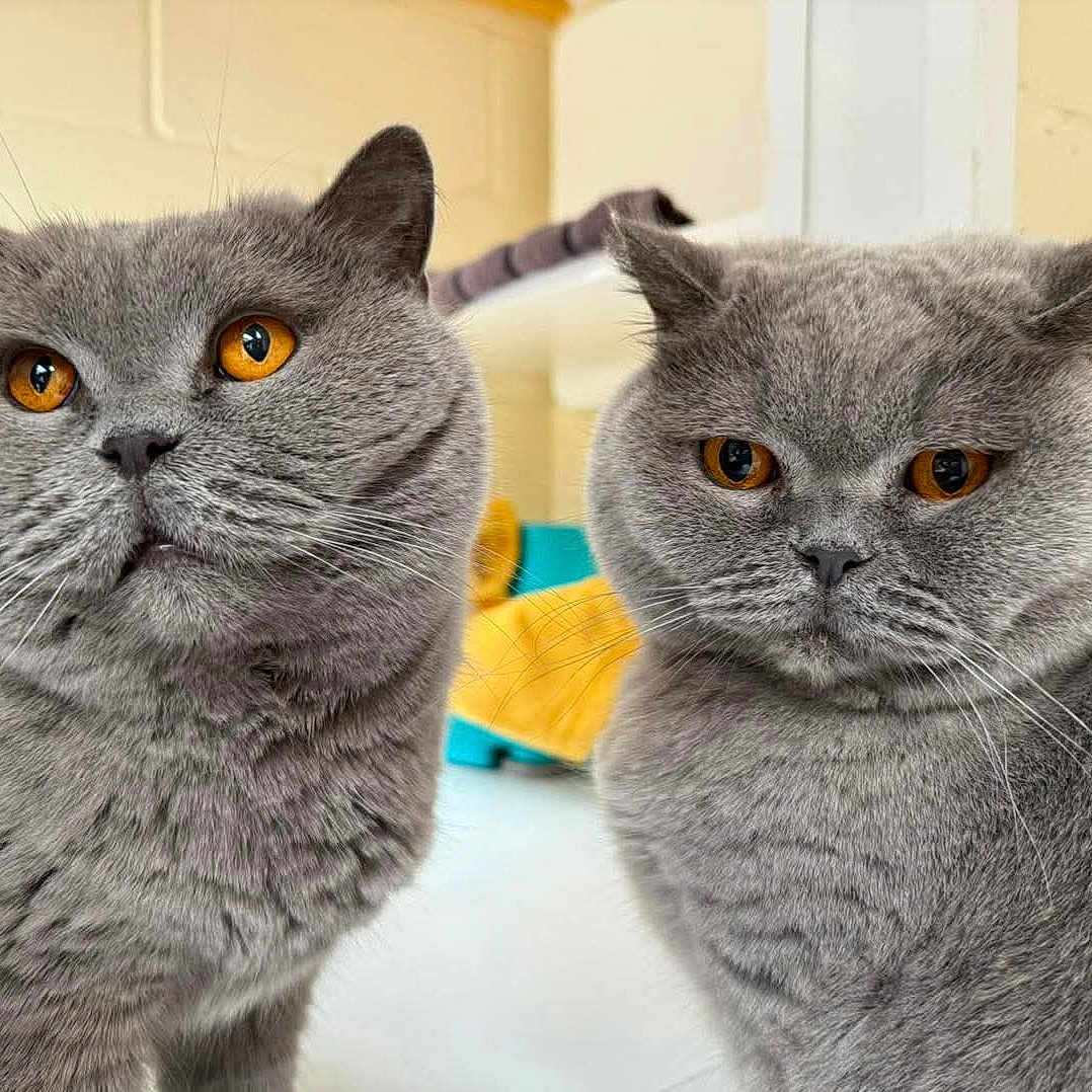 Bella And Bobo is registered to the contest to win money with this photo: amber_eyes, animal, british_shorthair, cat, closeup, cute, domestic_cat, expression, eyes, face, feline, fluffy, fur, grey_fur, indoor, pet, portrait, sitting, two_cats, whiskers