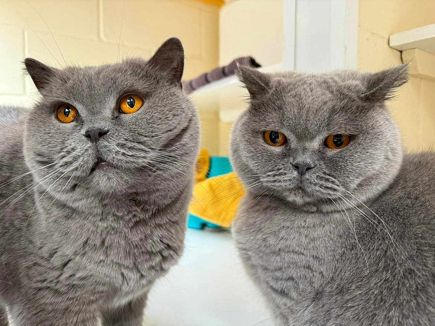 Bella And Bobo is registered to the contest to win money with this photo: cat, british_shorthair, grey_fur, amber_eyes, indoor, pet, animal, feline, closeup, two_cats, cute, fluffy, whiskers, portrait, domestic_cat, face, expression, eyes, fur, sitting