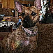 Noni is registered to the contest to win money with this photo: dog, brindle, pet, indoor, couch, living_room, ears, collar, furniture, wooden_cabinets, decor, home, portrait, animal, canine, brown, sitting, domestic, alert, household