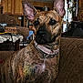 dog, brindle, pet, indoor, couch, living_room, ears, collar, furniture, wooden_cabinets, decor, home, portrait, animal, canine, brown, sitting, domestic, alert, household