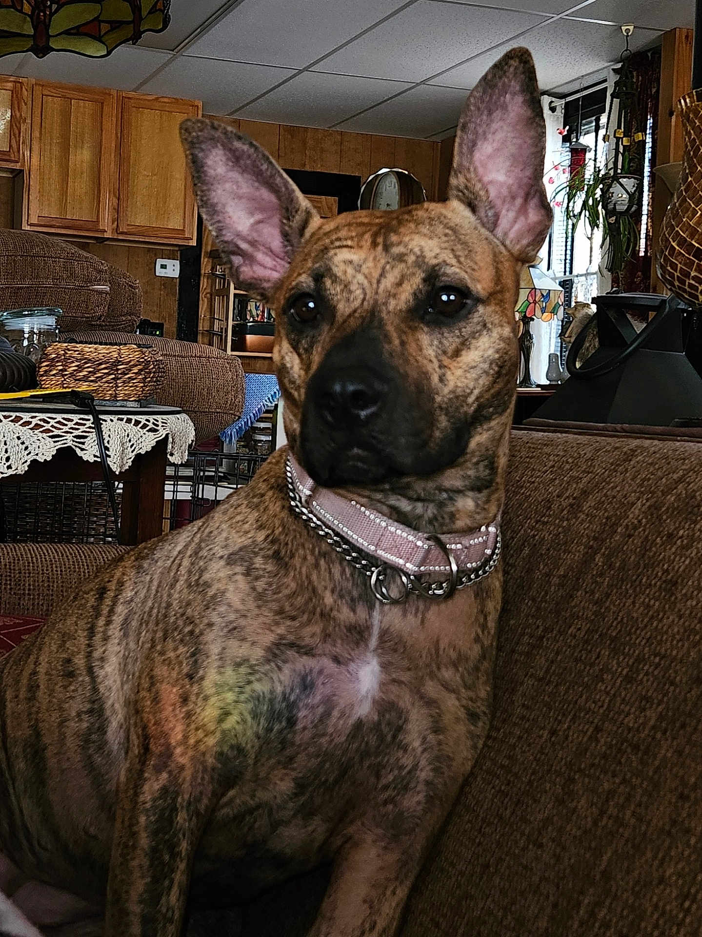 Noni is registered to the contest to win money with this photo: dog, brindle, pet, indoor, couch, living_room, ears, collar, furniture, wooden_cabinets, decor, home, portrait, animal, canine, brown, sitting, domestic, alert, household