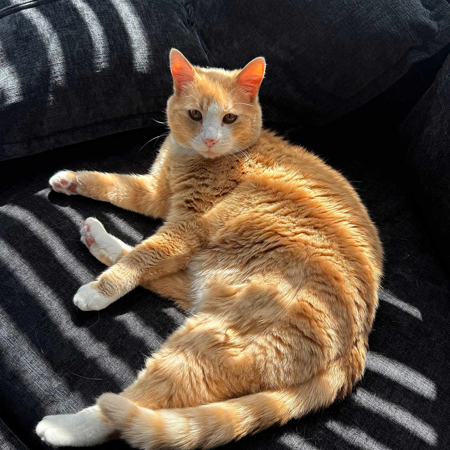 Oliver Sykes joined the competition — help win amazing prizes! cat, orange_cat, white_paws, couch, pillows, sunlight, shadows, striped_light, indoor, pet, relaxed, fluffy, feline, domestic_cat, resting, cozy, fur, whiskers, tail, ears