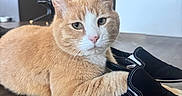 Oliver Sykes joined the competition — help win amazing prizes! cat, ginger_cat, orange_cat, pet, indoor, floor, shoe, black_shoe, vans, paw, carpet, wooden_floor, furniture, kitchen, chair, table, relaxed, animal, domestic_cat, mammal