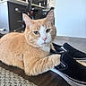 cat, ginger_cat, orange_cat, pet, indoor, floor, shoe, black_shoe, vans, paw, carpet, wooden_floor, furniture, kitchen, chair, table, relaxed, animal, domestic_cat, mammal