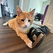 Oliver Sykes is registered to the contest to win money with this photo: cat, orange_cat, pet, animal, indoor, floor, wooden_floor, sandal, black_sandal, paw, playful, home, interior, doorway, bedroom, bathroom, furniture, relaxed, curious, domestic