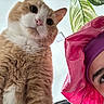 Oliver Sykes is registered to the contest to win money with this photo: cat, orange_cat, white_cat, fluffy, pet, person, face, bonnet, pink_bonnet, leafy_plant, indoor, closeup, low_angle, curious, whiskers, feline, human, headwear, portrait, cute