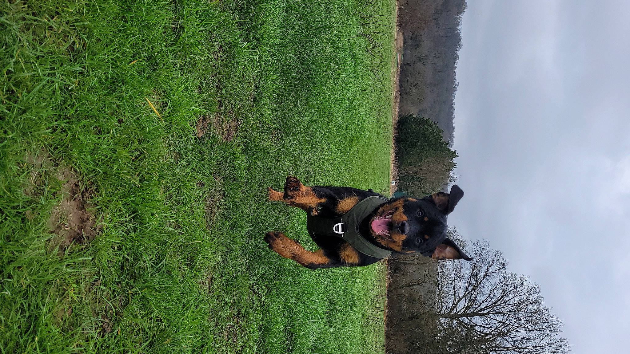 Laïka a rejoint le concours — aidez-le/la à gagner de superbes lots ! adventure, canidae, carnivore, companion_dog, dog, dog_breed, extreme_sport, grass, groundcover, guard_dog, leisure, people_in_nature, plant, recreation, sky, sporting_group, tail, tree, trunk, working_animal