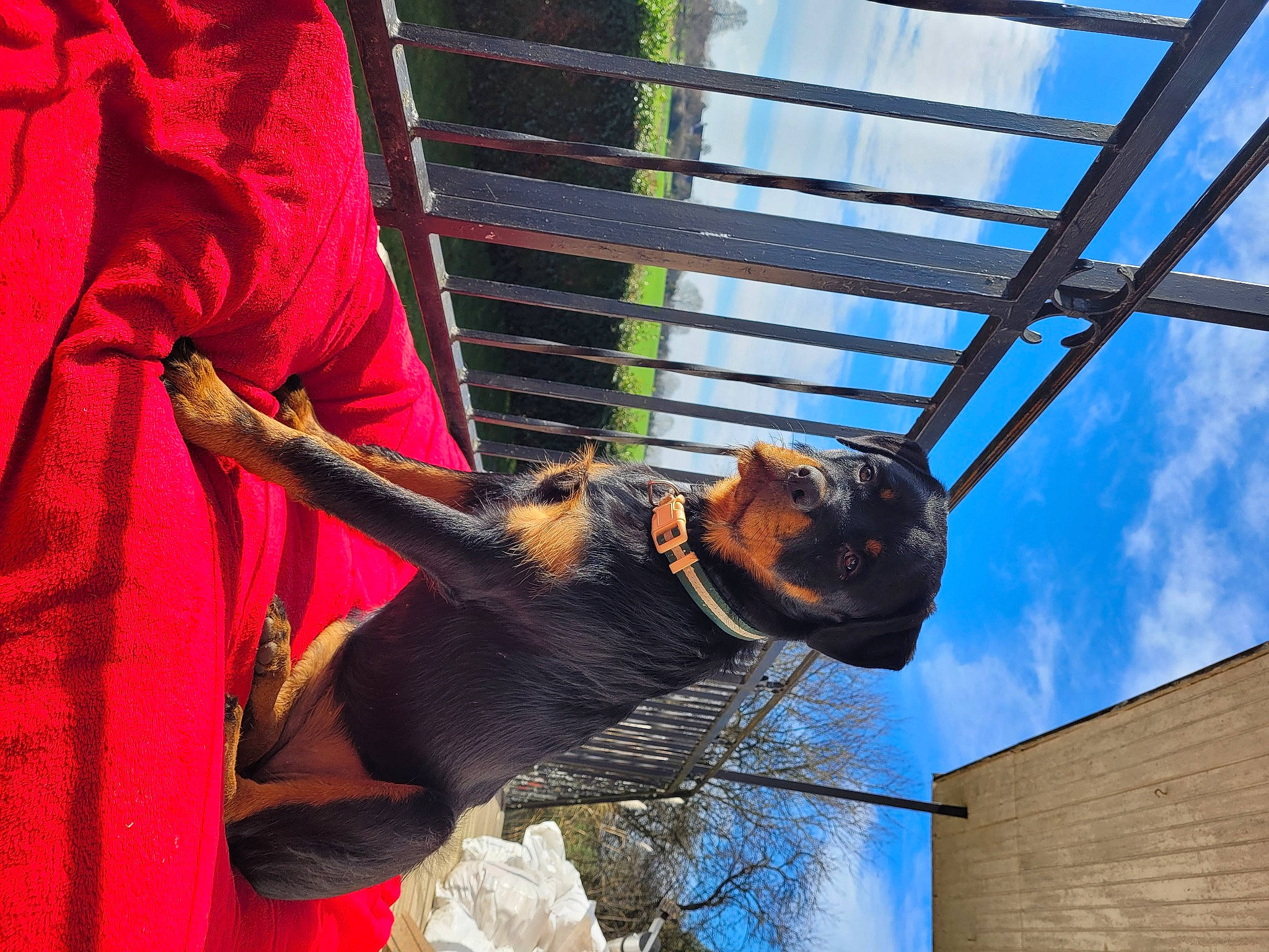 Laïka a rejoint le concours — aidez-le/la à gagner de superbes lots ! cloud, fun, glasses, hat, leisure, metal, sky, sunglasses, tree, window, wood