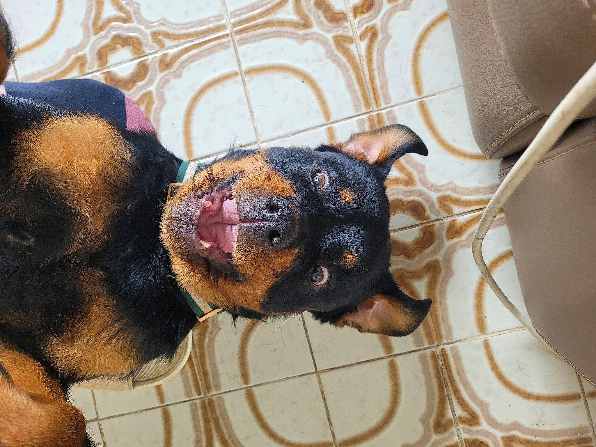 Laïka a rejoint le concours — aidez-le/la à gagner de superbes lots ! canidae, carnivore, comfort, companion_dog, dog, dog_breed, ear, fawn, fur, guard_dog, liver, paw, puppy, snout, sporting_group, terrestrial_animal, toy_dog, whiskers, working_animal, working_dog