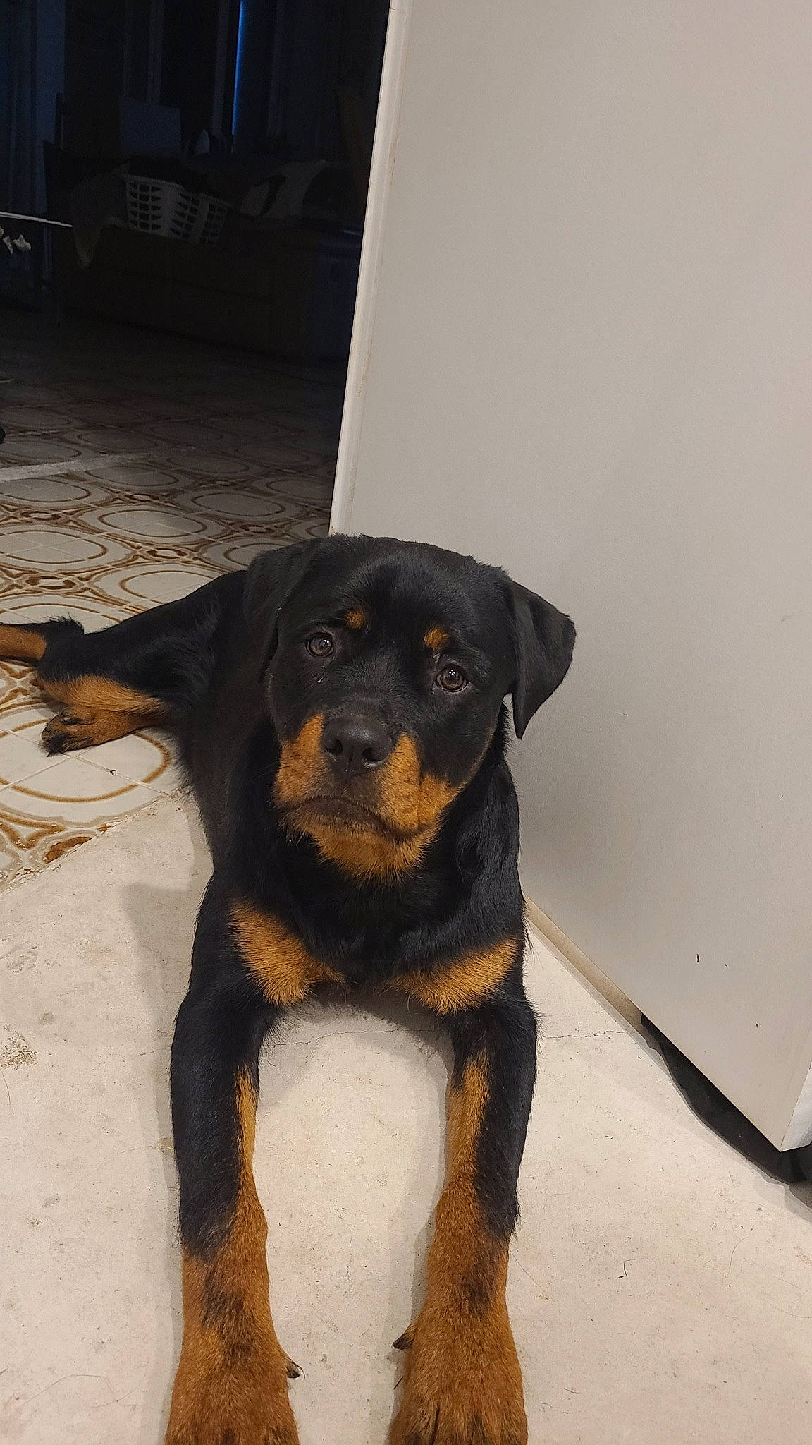 Laïka a rejoint le concours — aidez-le/la à gagner de superbes lots ! austrian_black_and_tan_hound, beaglier, canidae, carnivore, collar, companion_dog, dog, dog_breed, fawn, fur, guard_dog, hunting_dog, puppy, rottweiler, sporting_group, terrestrial_animal, toy_dog, whiskers, working_animal, working_dog