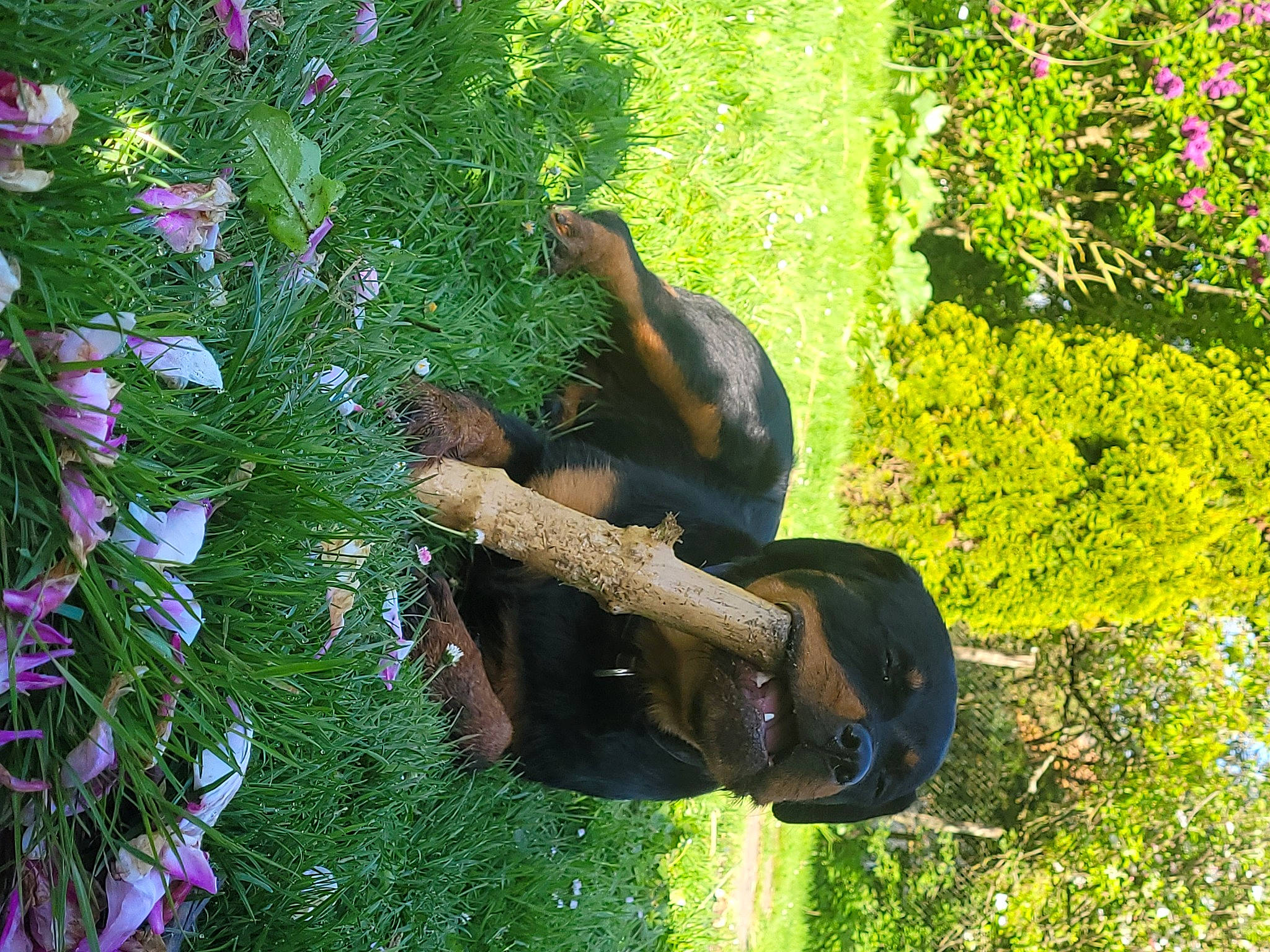 Laïka participe au concours pour gagner de l'argent avec cette photo : annual_plant, botany, flower, flowering_plant, garden, grass, groundcover, organism, people_in_nature, petal, plant, sculpture, shrub, tail, terrestrial_animal, tree, trunk, vegetation, vertebrate, wildlife