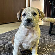 Athena is registered to the contest to win money with this photo: puppy, dog, indoor, carpet, floor, brown, white, fur, pet, animal, cute, sitting, young, ears, tail, home, door, curtain, furniture, ceiling_fan