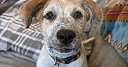 Athena is registered to the contest to win money with this photo: puppy, dog, pet, canine, young, ears, collar, indoor, couch, blanket, fur, nose, whiskers, eyes, face, home, domestic, curious, sitting, closeup