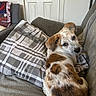 Athena is registered to the contest to win money with this photo: dog, couch, pillow, blanket, indoor, pet, brown_patches, speckled_face, looking_back, cozy, relaxed, furniture, home, domestic_animal, curious, seated, fur, companion, resting, comfortable