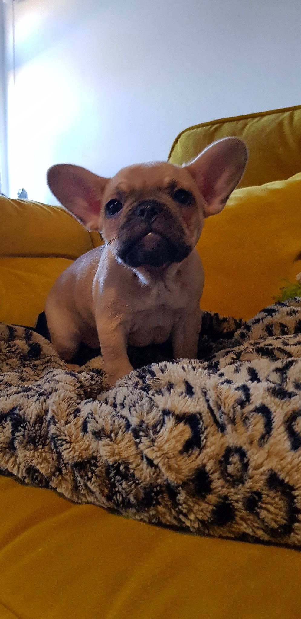 Kiki joined the competition — help win amazing prizes! bulldog, carnivoran, companion_dog, dog, dog_breed, dog_breed_group, dog_like_mammal, fawn, french_bulldog, mammal, non_sporting_group, puppy, skin, snout, toy_bulldog, vertebrate, whiskers