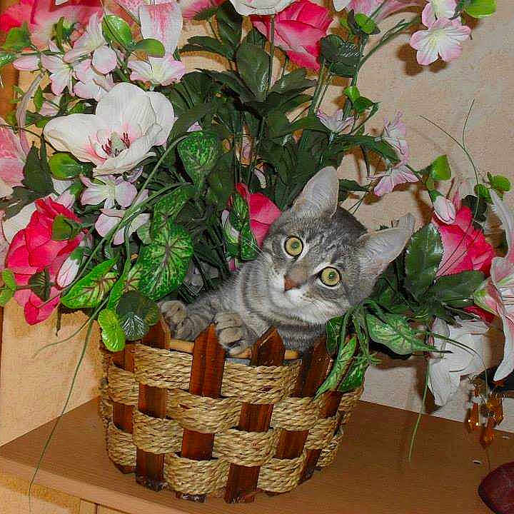Tinny