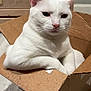 Kiki joined the competition — help win amazing prizes! white_cat, cat, cardboard_box, pet, indoor, animal, feline, fur, whiskers, ears, floor, wooden_floor, home, relaxed, resting, looking, close_up, domestic_cat, cute, box