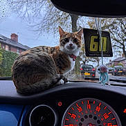 Pumpkin is registered to the contest to win money with this photo: cat, dashboard, car_interior, speedometer, rain, raindrops, windshield, collar, hanging_air_freshener, crocheted_jellyfish, tree, street, car, residential_area, window, curious, pet, animal, indoor, daytime