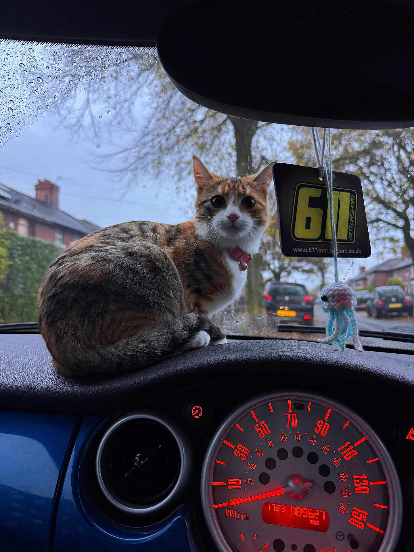 Pumpkin is registered to the contest to win money with this photo: cat, dashboard, car_interior, speedometer, rain, raindrops, windshield, collar, hanging_air_freshener, crocheted_jellyfish, tree, street, car, residential_area, window, curious, pet, animal, indoor, daytime