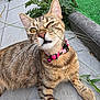Tchika a rejoint le concours — aidez-le/la à gagner de superbes lots ! animal, bell, cat, closeup, concrete, ears, eyes, face, fur, grass, greenery, nature, outdoor, paw, pet, pink_collar, relaxed, tabby_cat, tile, whiskers