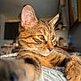 animal, bed, cat, close_up, cozy, curious, domestic, feline, indoor, mammal, orange_eyes, paw, pet, portrait, relaxed, soft_focus, striped_fur, sunlight, tabby, whiskers